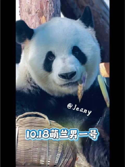 10.18萌兰男一号[熊猫]拍出故事感[偷笑]#自然物语##大熊猫萌兰[超话]#  ​​​