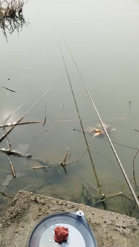 试一试，江苏连云港冬钓，鱼口如何