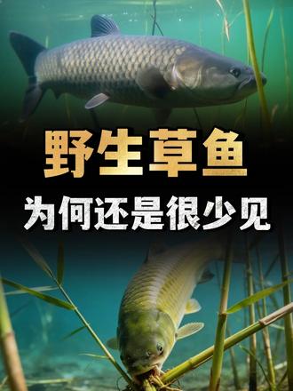 草鱼一次就能产卵130万粒，光吃草就能长大，为何还是很少见？ （1）