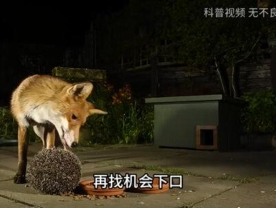 刺猬的天敌出现了，吃刺猬就像在吃辣条，它不怕被扎到吗？ （2）