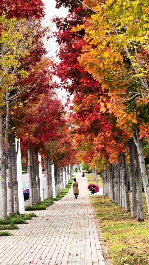 #大眼去旅行[超话]#  10月20日红枫叶实拍