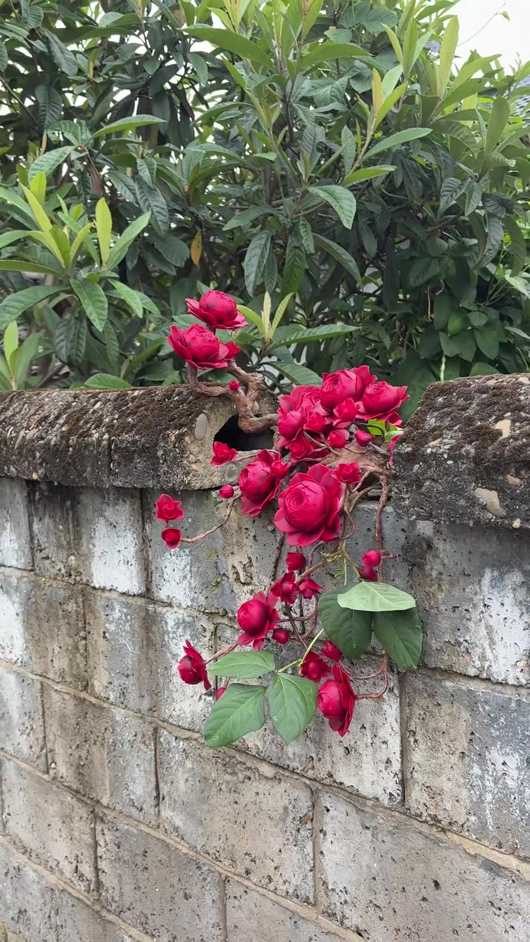 墙角有一处缺口，刚好容纳一簇山地玫瑰，网友：一枝红杏出墙来