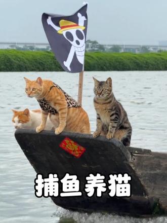 渔民养了四只猫，各种海鲜吃到饱，每天日出而作日落而息