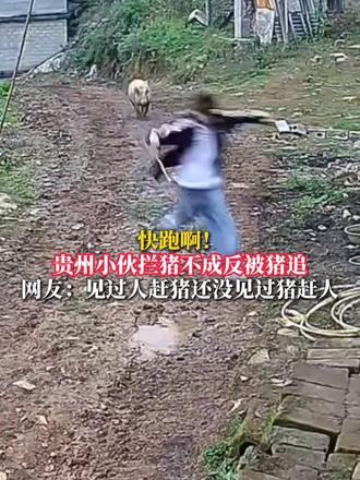 快跑啊！贵州小伙拦猪不成反被猪追 网友：见过人赶猪还没见过 猪赶人 @深情小帅 #贵州 #赶猪