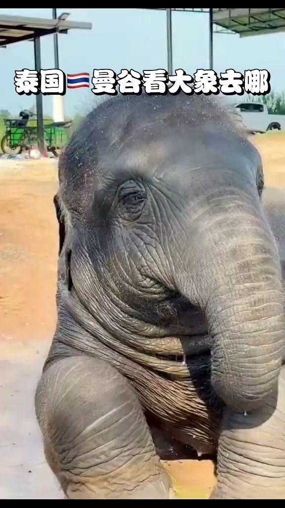 泰国🇹🇭曼谷看大象🐘保姆级攻略