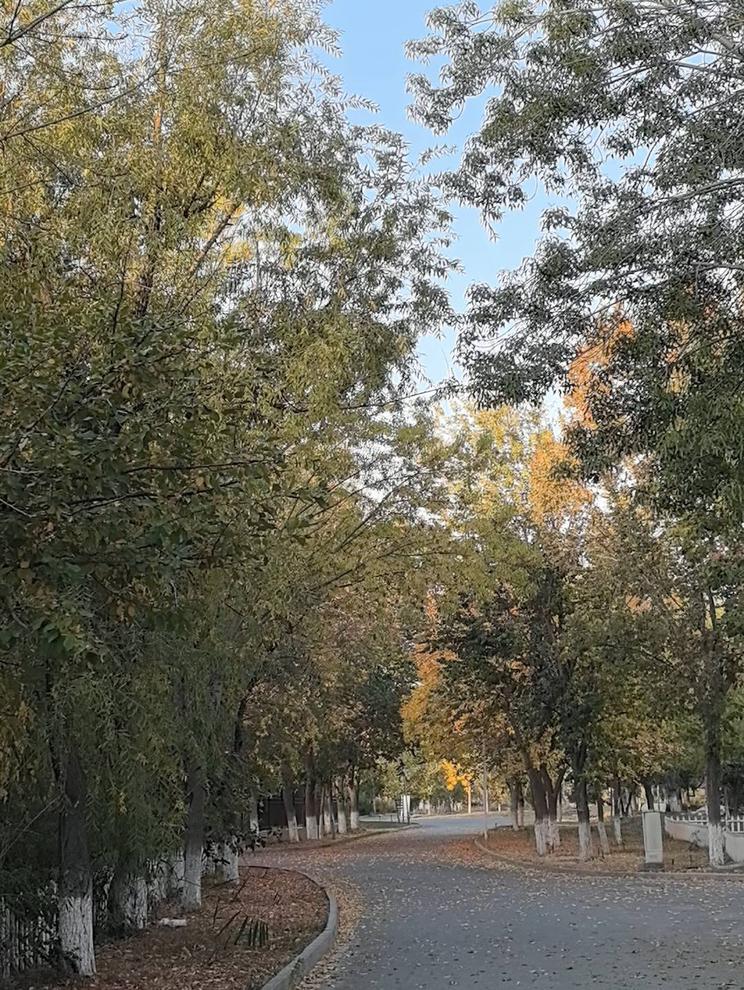 秋日午后，漫步在林荫小道上，享受片刻宁静。