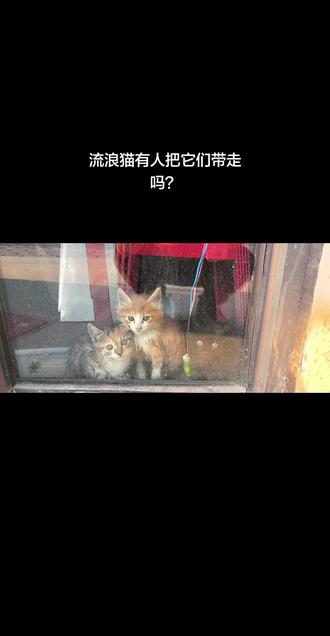 3只流浪猫，好心人来带走！