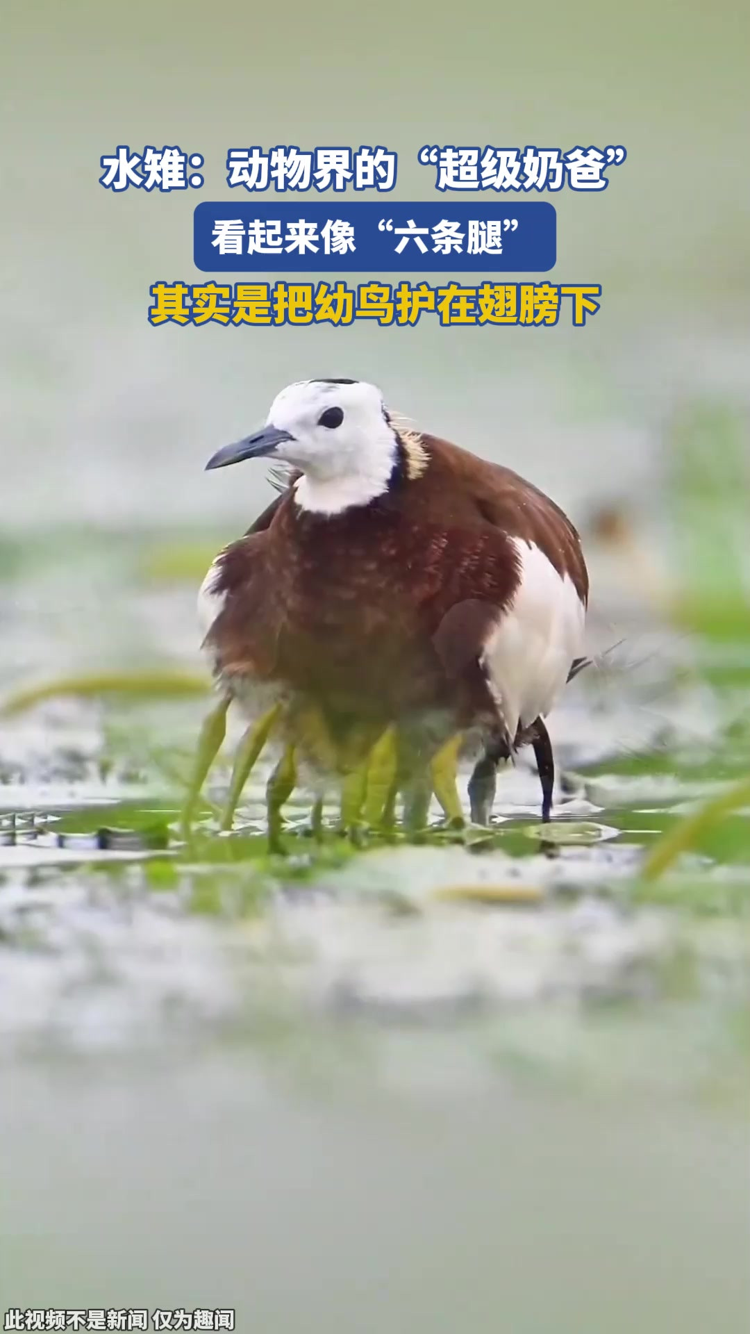 水雉：动物界的“超级奶爸”，看起来像“六条腿”，其实是把幼鸟护在翅膀下