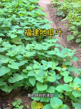 福建的沙沙地是真的好适合种空心菜 地瓜叶 地瓜等各种农作物，不愧是粮食大省