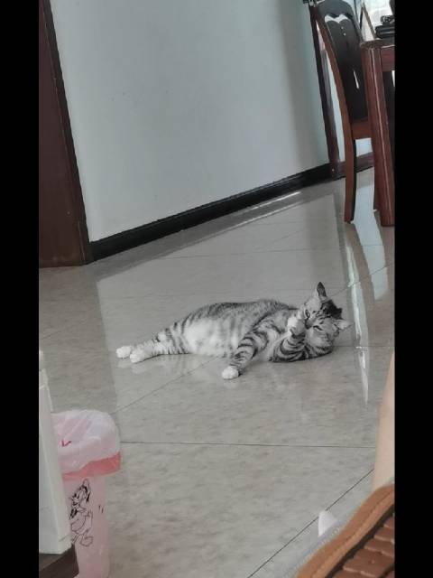 😆小猫咪早起第一件事就是给自己洗脸脸～也太会找舒服姿势了，四仰八叉瘫在地板上