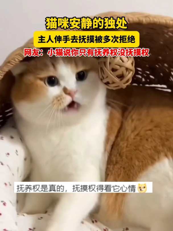 猫咪安静的独处，主人伸手去抚摸被多次拒绝。网友：吃喝全包、上手免谈，小猫说你只有抚养权没抚摸权。（视