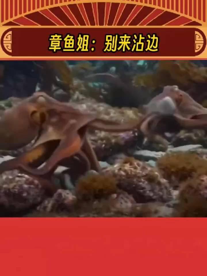 章鱼姐：别来沾边啊