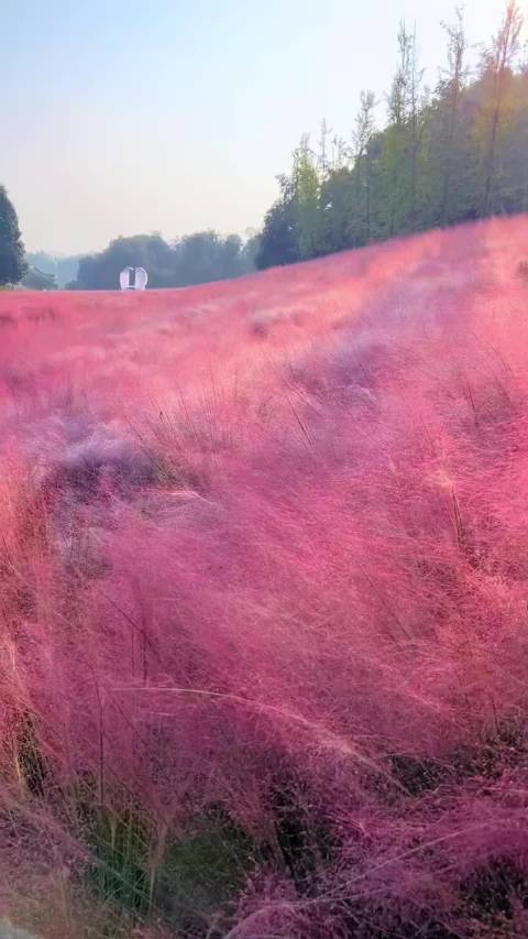【#南昌粉色云海上线了##南昌凤凰沟粉黛草已盛开】