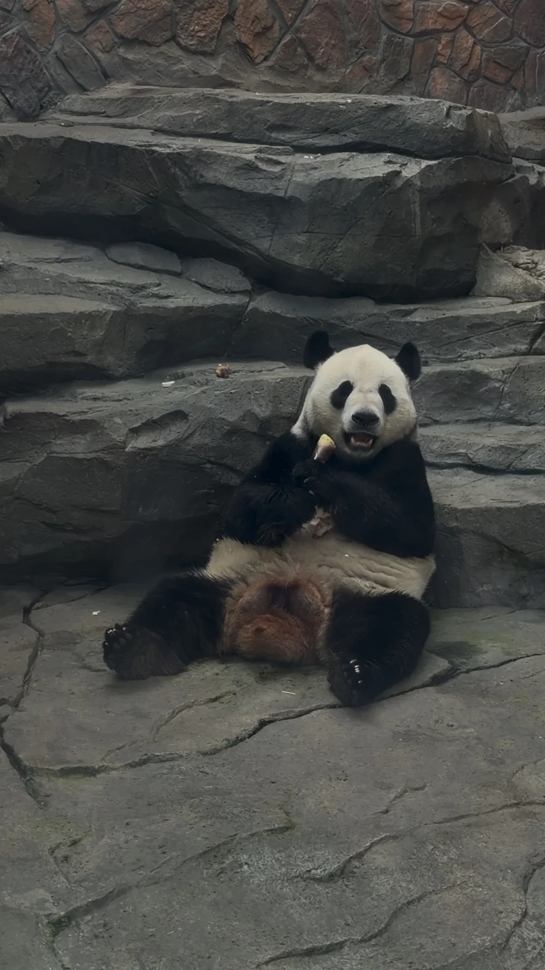 南京红山动物园大熊猫实拍