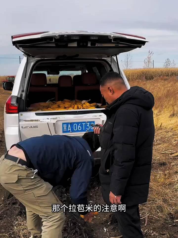 沿路撒的苞米拾了三轮，刘辉后备箱也快装满，这得丢多少粮食❗
