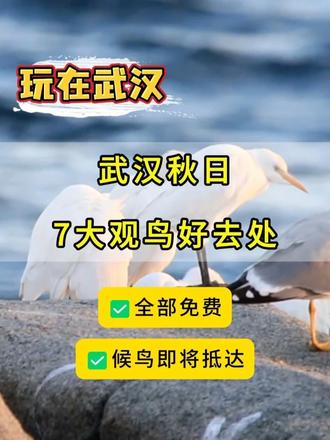 武汉秋日7处观鸟好去处推荐！全部免费！收藏一起去追候鸟吧！