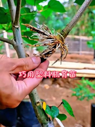 巧用塑料瓶育苗 低成本植物培育方法，用塑料瓶就能操作，新手也能尝试