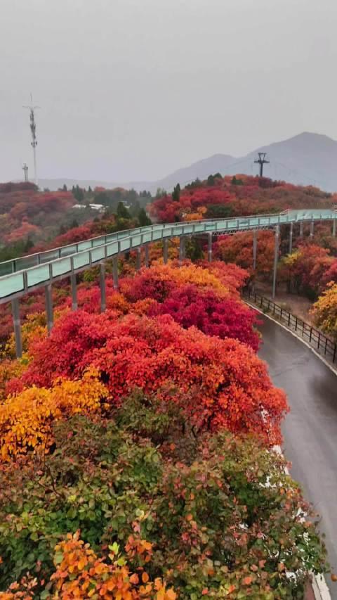 #名动齐鲁e路前行# 看红叶还是得来红叶柿岩