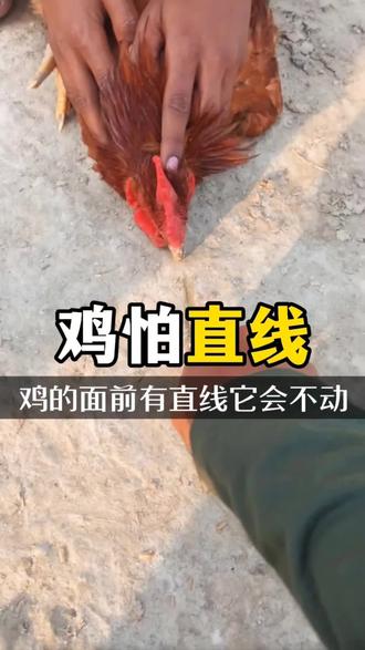为什么在鸡的面前画一条直线 有趣它会被催眠