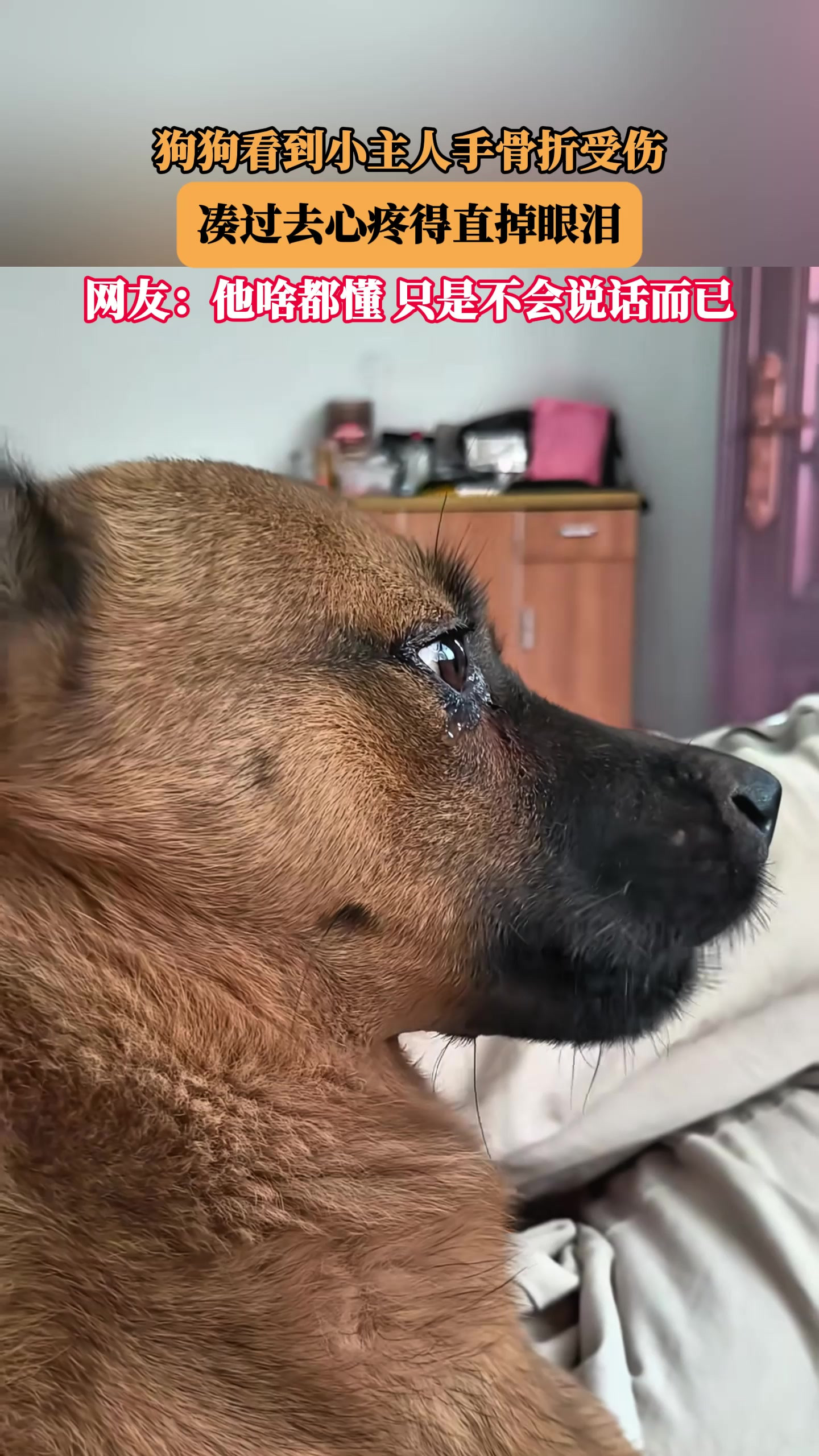 狗狗看到小主人手骨折受伤，凑过去心疼得直掉眼泪