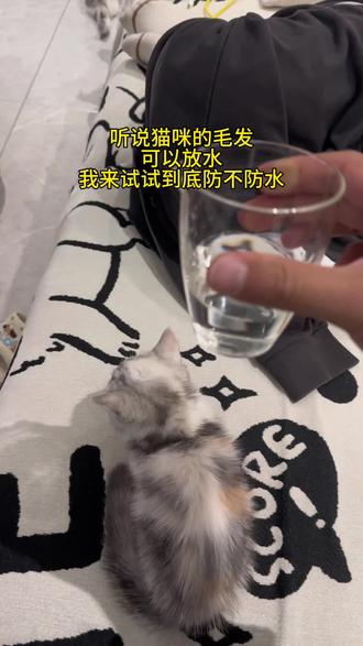 新生的小奶猫为什么不进水？