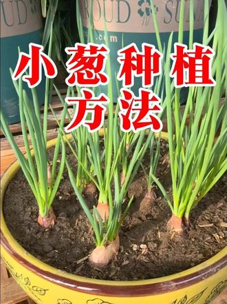 小葱的种植方法