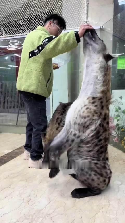 鬣狗虽然长得像一只大狗，但他呢其实根本就不是狗