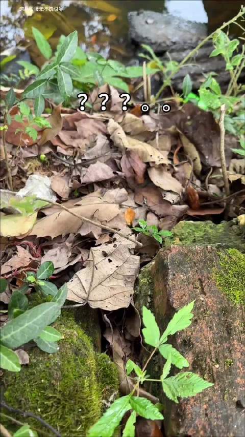 呱呱开大会🐸