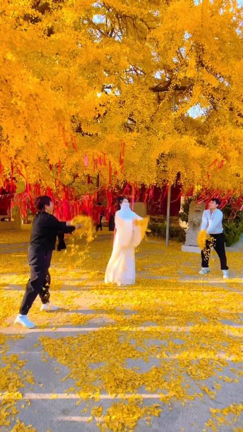 #大眼去旅行[超话]#  一树灿烂，满地金黄，又是一年银杏黄，愿这一季清秋，你安然，我无恙