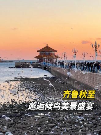 山东候鸟季来了！栈桥红嘴鸥、黄河口鸟浪、湿地珍禽陆续抵达，一鸟一景，沉浸式感受万鸟凌空的治愈瞬间
