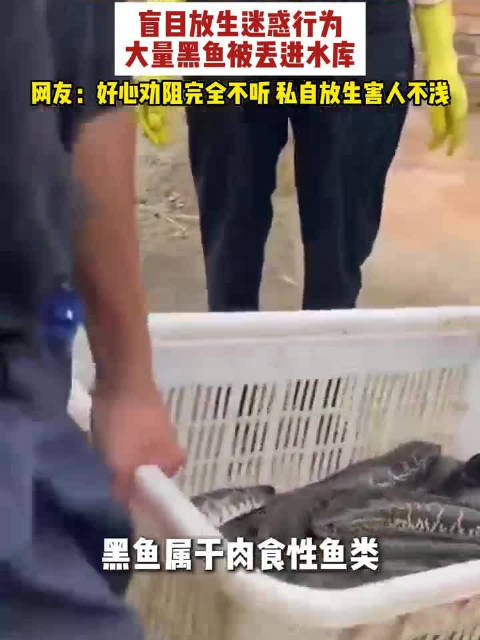#路人苦劝无果大量黑鱼仍被放生#近日，河北，一群人带着大量黑鱼来到水库放生，路人看到后急忙上前劝阻