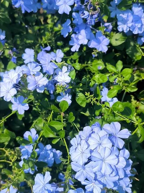 #一分钟精选视频扶持计划#  真的好喜欢蓝茉莉，清新又秀雅的小花。淡淡的蓝，花朵秀气，安安静静地绽放
