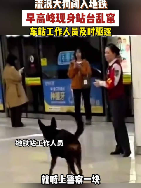 【#流浪大狗早高峰误闯天津地铁站】
