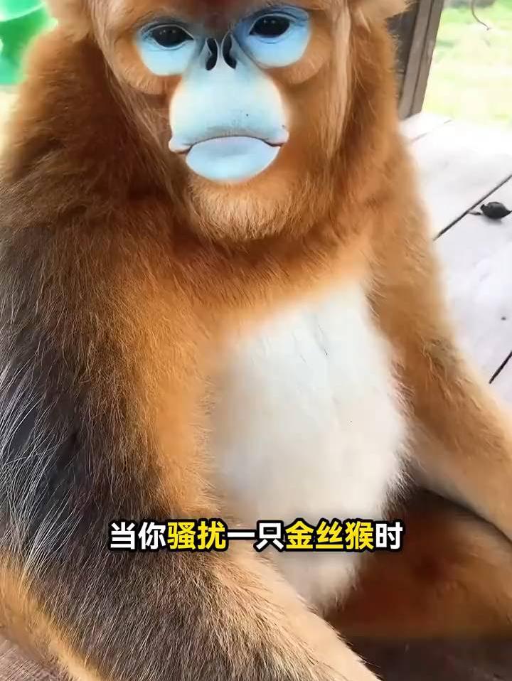 这么温顺乖巧的金丝猴🐒，比峨眉山的泼猴好了不是一点半点[祝福][祝福][祝福]