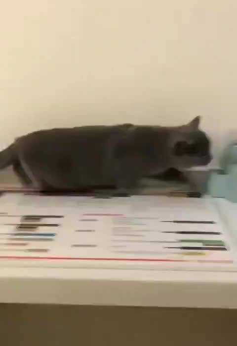 🔵不想打针直接藏进了文件夹里的猫猫