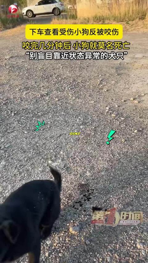 【#女子被流浪狗咬伤后几分钟狗死亡】