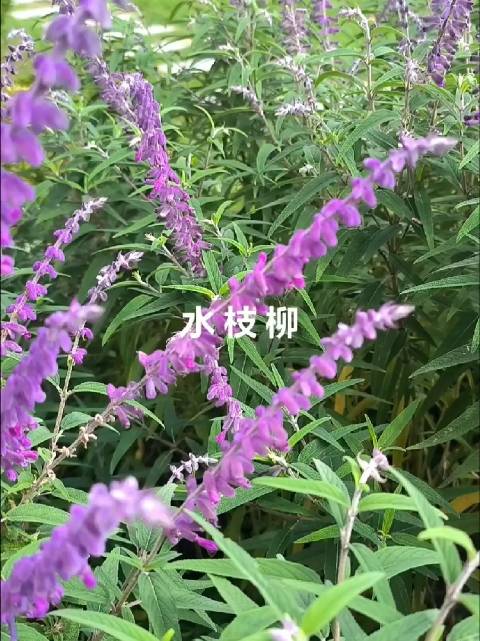 秋季里这些水枝柳开得好旺盛！好有生命力 很多花草入秋便慢慢凋零，水枝柳却迎着秋风肆意盛放。花枝繁茂舒