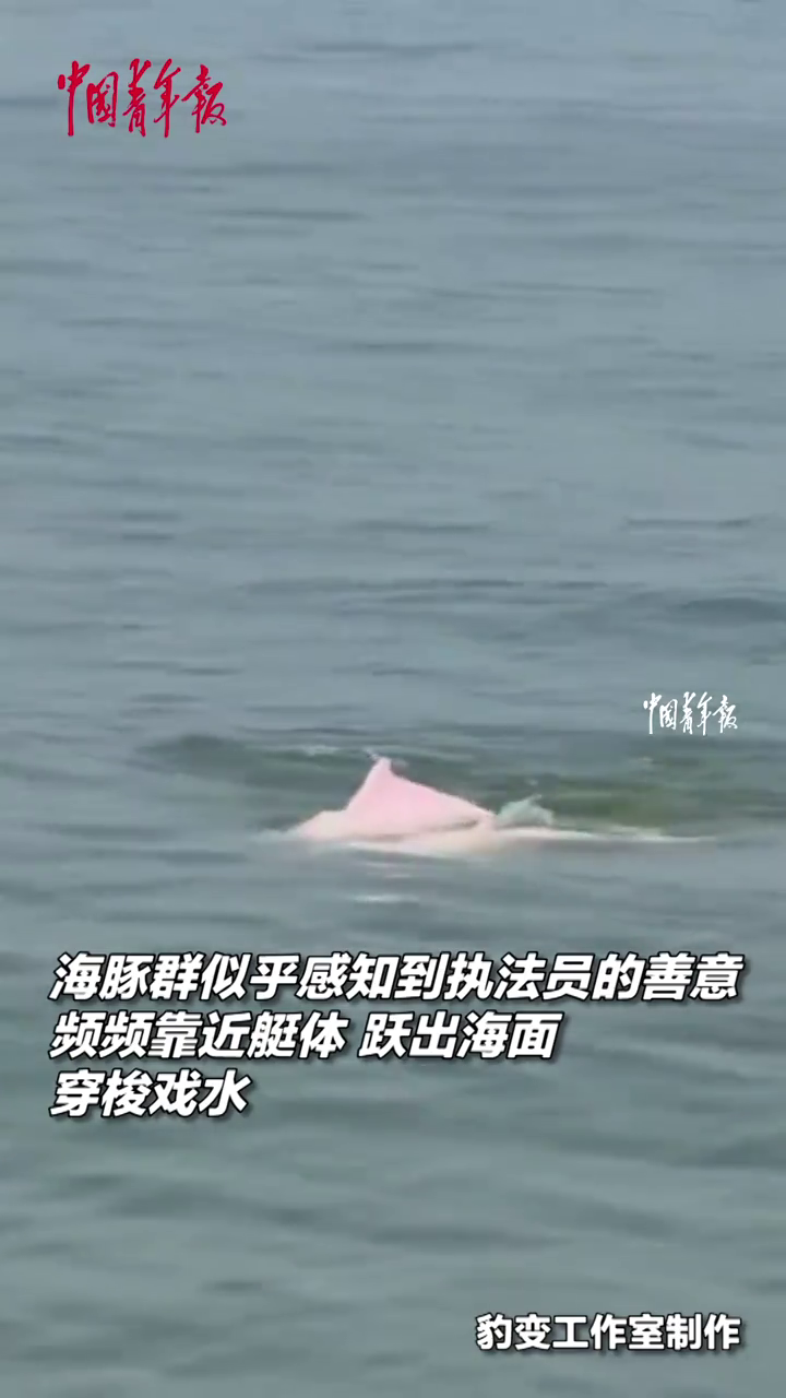海警执法艇在港珠澳大桥周边海域偶遇中华白海豚