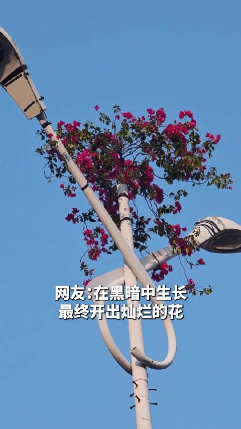 #被一株三角梅燃到了#【#三角梅顺空心杆生长路灯顶端盛放#】近日，海南儋州，一株三角梅顺着空心杆生长