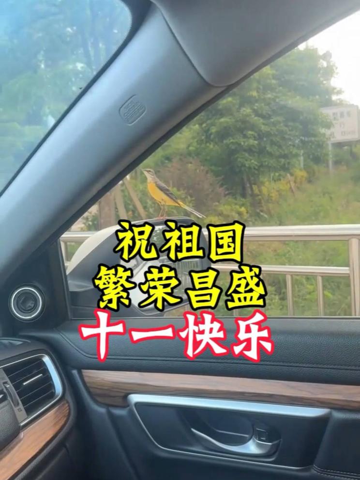 黄鹡鸰前来送祝福，祝祖国繁荣昌盛，国泰民安