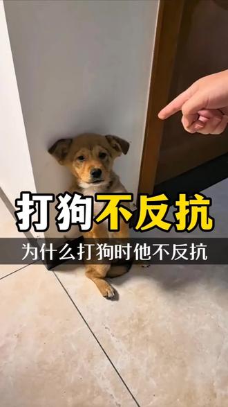 为什么当你打狗时 狗狗不懂得反抗