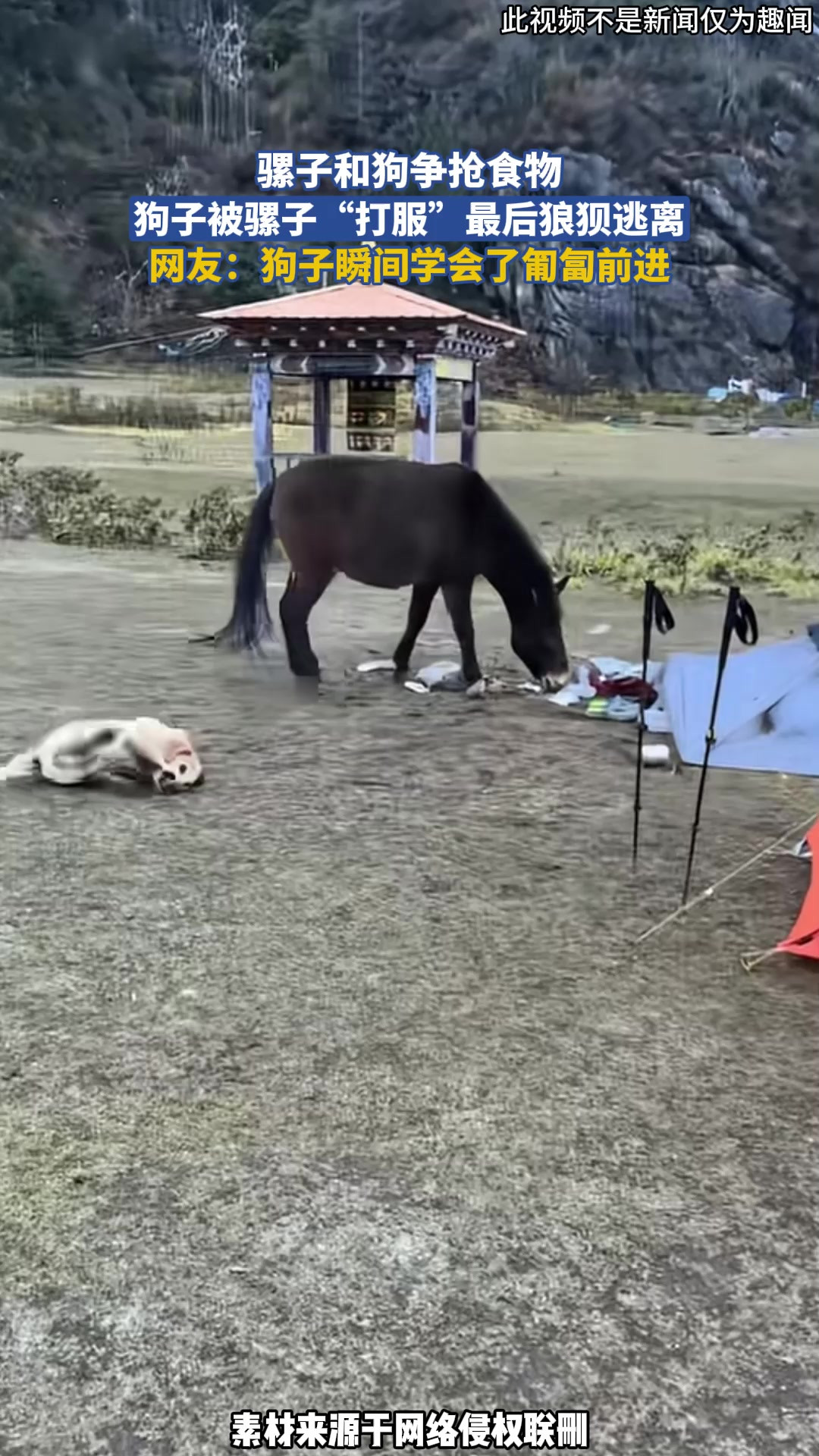 骡子和狗争抢食物，狗子被骡子“打服”最后狼狈逃离