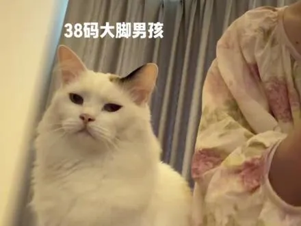 最怕这种使劲蹭的猫了