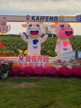 误入菊花“调色盘”！来开封开启五彩缤纷浪漫之旅 #开封 #美食 #旅游 #河南 #中国开封第44届菊