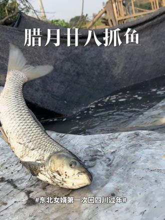 蒙E到川E 祖国东北到西南 东北女婿第一次四川过年🧨 从蒙E到川E，祖国东北到西南！第一次看家里抓鱼