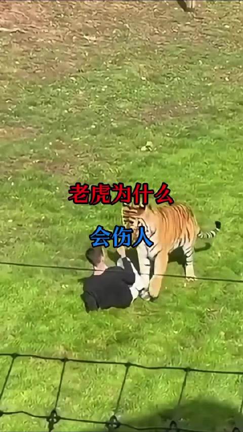 #遭老虎袭击身亡男子曾是童星# 曾经是童星，结局却如此令人扼腕 ​