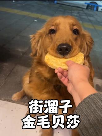 金毛意外带火了小吃店，果然是猫来财狗来福
