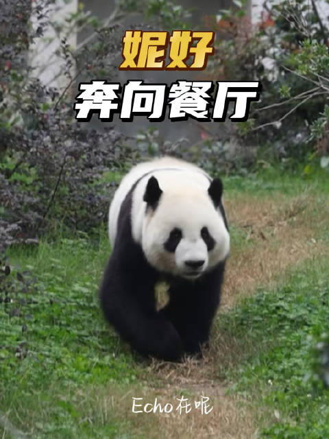 #大熊猫妮好[超话]#  10.26妮好:冲啊