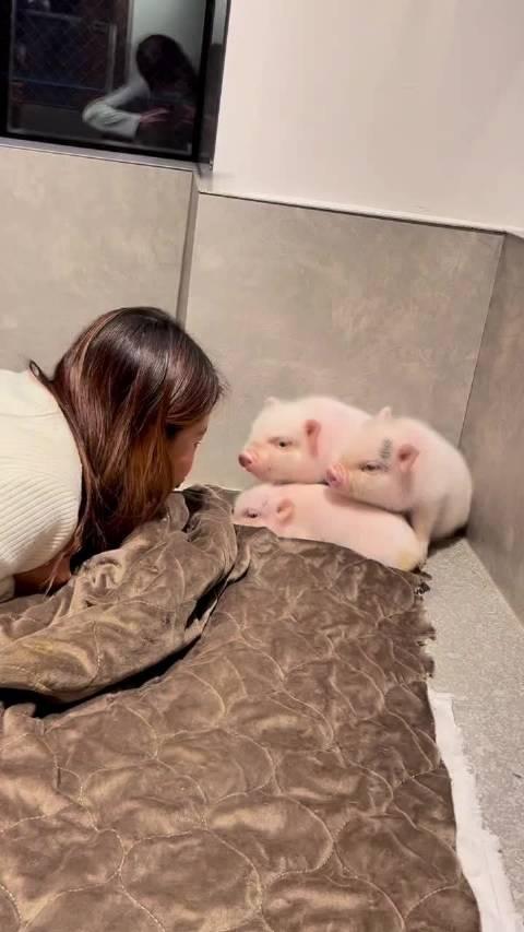 或许你听过，三只小猪的故事吗？