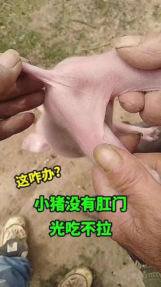 小猪没有肛门，光吃不拉